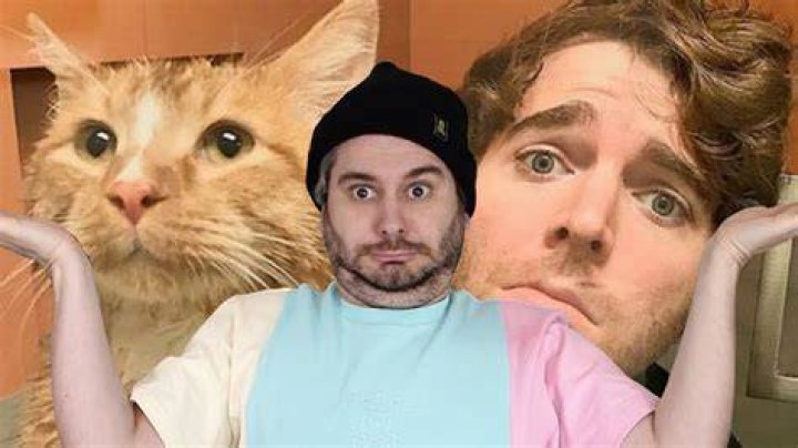 What Did Shane Do to His Cat: A Comprehensive Analysis