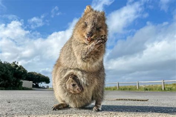 What is the Carriest Animal on Earth? Discover the World's Most Adorable Carriers