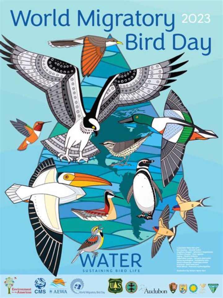 What is WMBD? A Deep Dive into World Migratory Bird Day