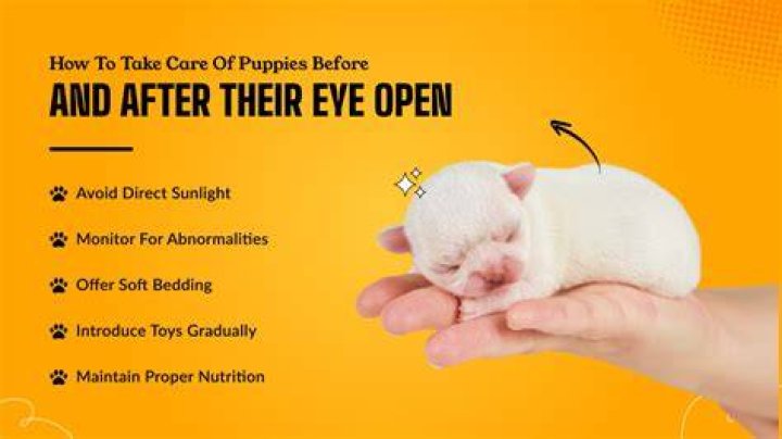When Do Puppies' Eyes Open: A Comprehensive Guide for Puppy Owners