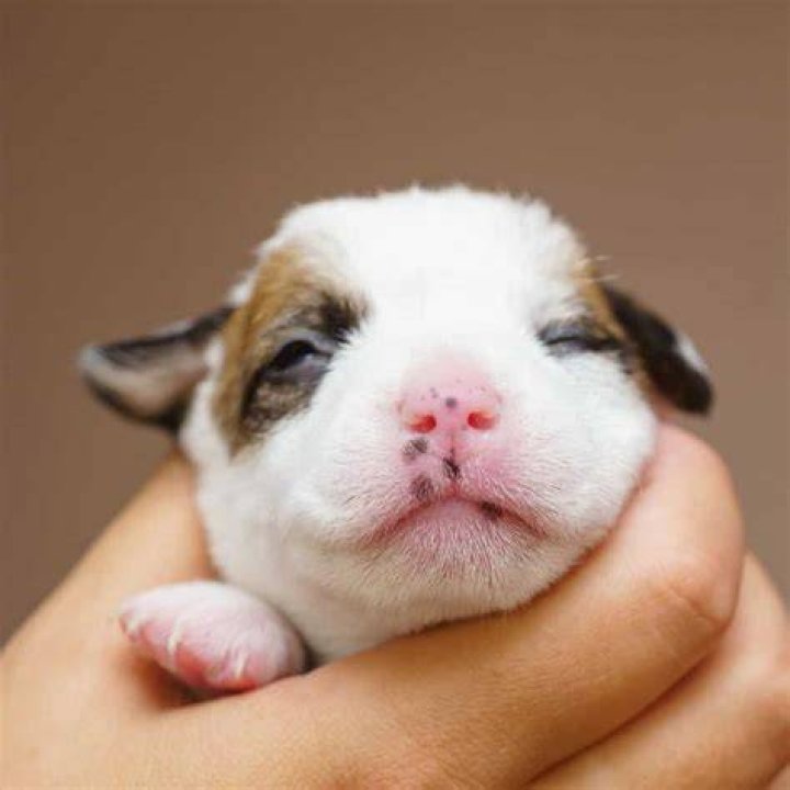 When Does a Newborn Puppy Open Its Eyes: A Comprehensive Guide for Puppy Owners