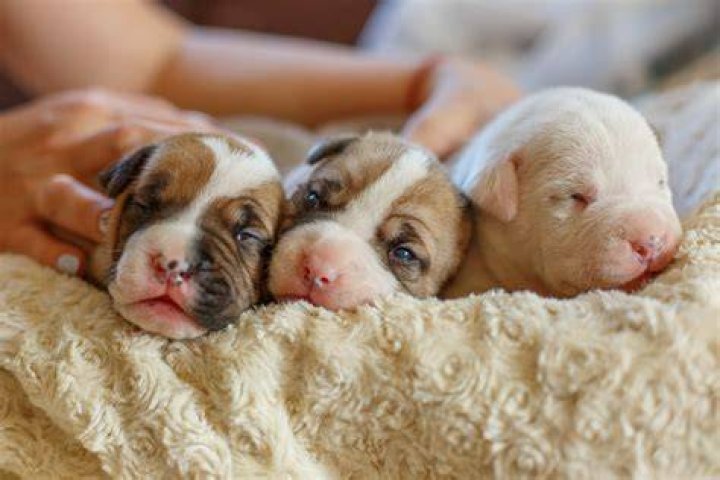When Will Newborn Puppies Open Their Eyes: A Comprehensive Guide for Pet Owners