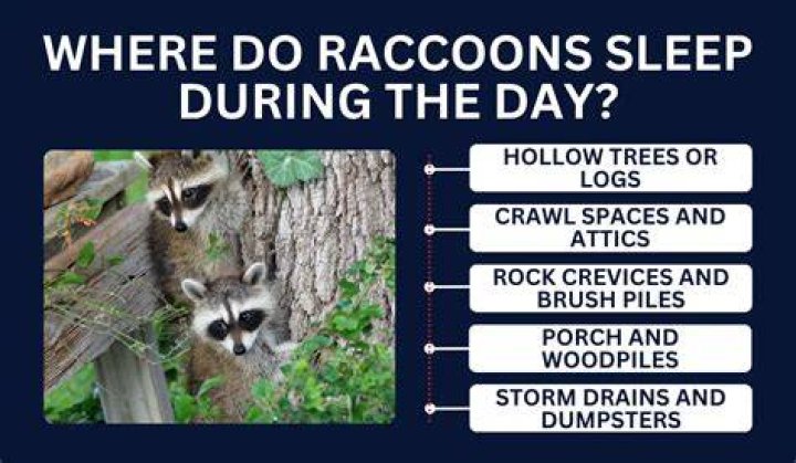Where Do Raccoons Sleep During the Day: A Comprehensive Guide