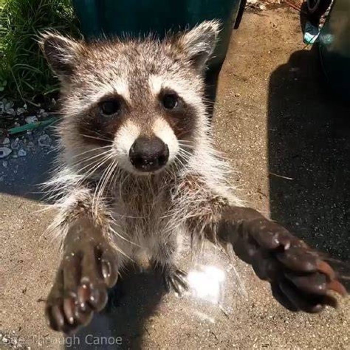 Where Does a Raccoon Sleep? Exploring the Nocturnal Habits of These Clever Creatures