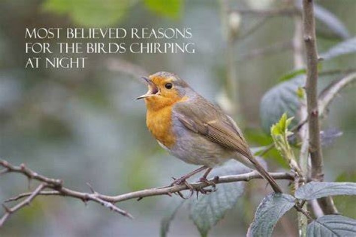 Why Do Birds Chirp at Night? Discover the Fascinating Reasons Behind This Nocturnal Behavior