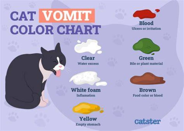 Why Is My Cat Vomiting Green Liquid? A Comprehensive Guide for Pet Owners