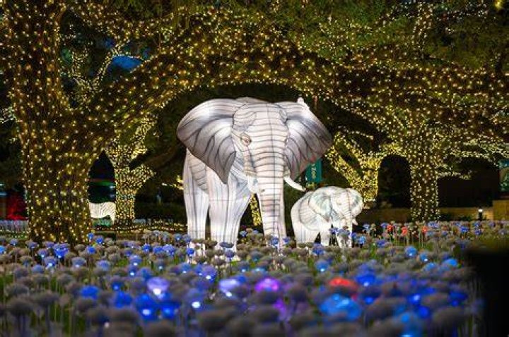 Zoo Holiday Lights Houston: A Magical Winter Experience for the Whole Family
